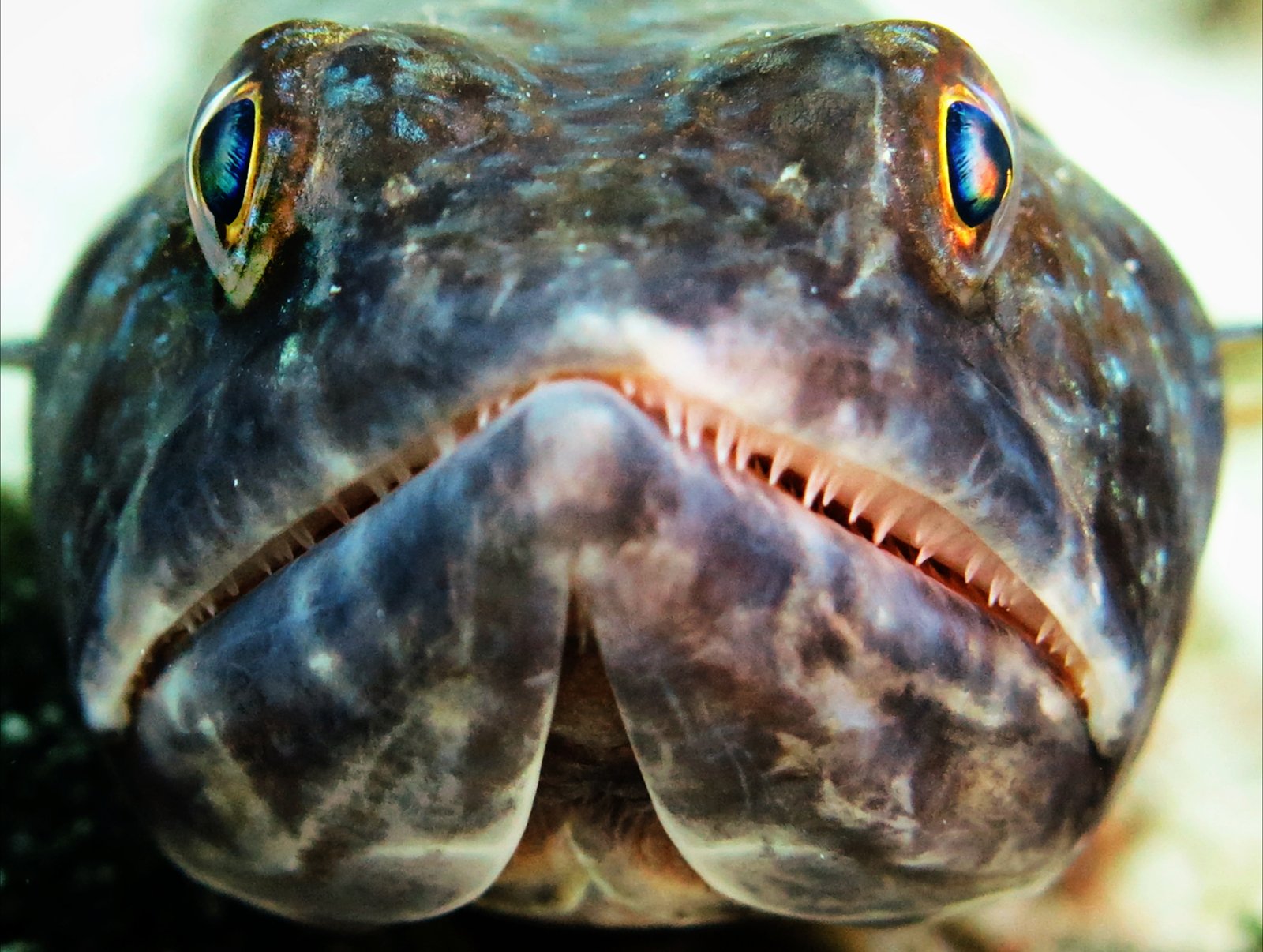 Silueta